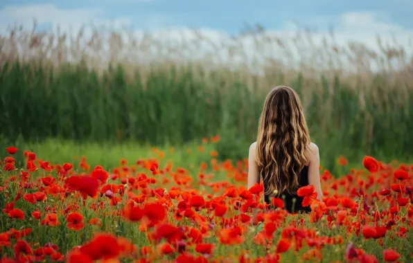 Picture field, girl, flowers, Maki