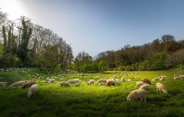 Greens, field, nature, sheep, pasture, meadow, sheep, cattle