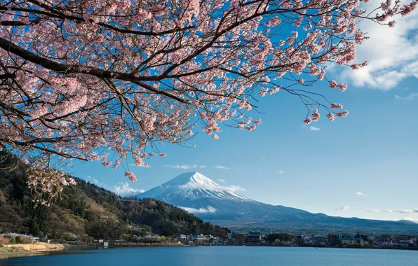 Lake, spring, Japan, Sakura, mount Fuji