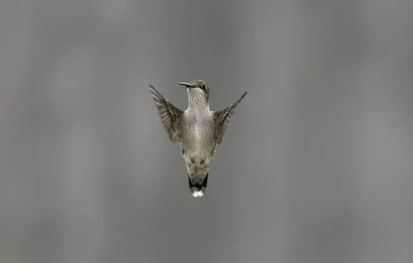 Picture background, wings, bird, stroke