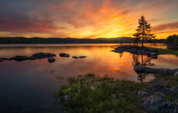 Forest, sunset, lake, hills, Norway, Norway, Ringerike, Ole Henrik Skjelstad