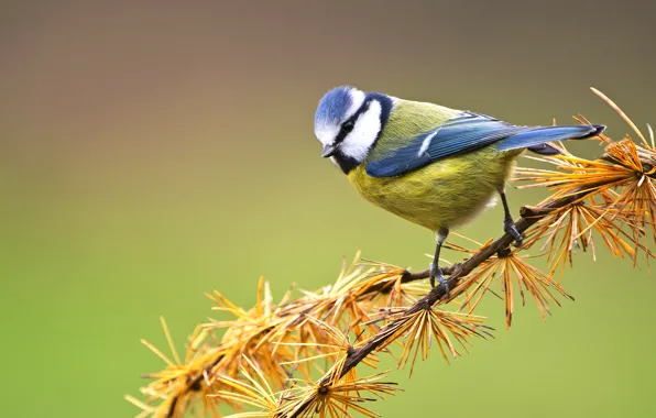 Picture branches, pine, tit, blue tit