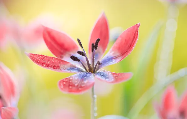 Flower, drops, macro, Tulip