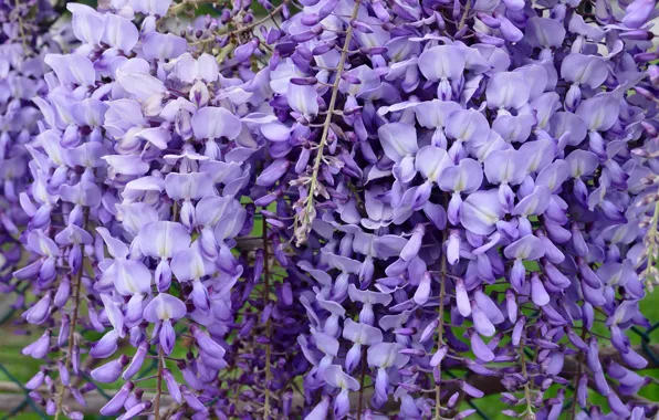 Flowers, branches, spring, a lot, inflorescence, lilac, bokeh, Wisteria