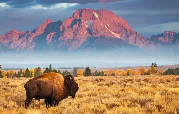 Wyoming, USA, Grand Teton National Park, Buffalo