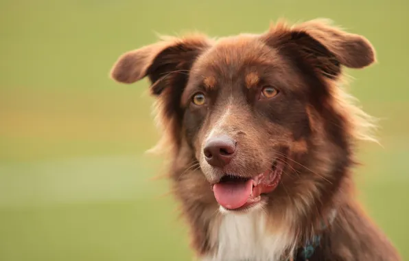 Picture language, face, Australian shepherd