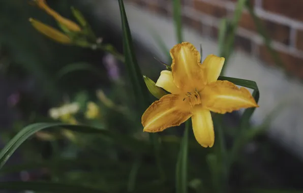 Picture flower, yellow, petals, orange