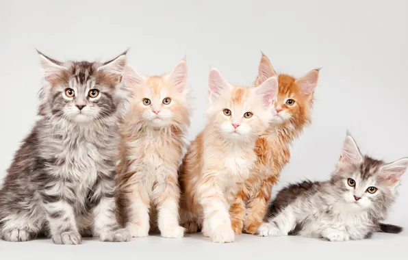 Picture kittens, Maine Coon, quintet