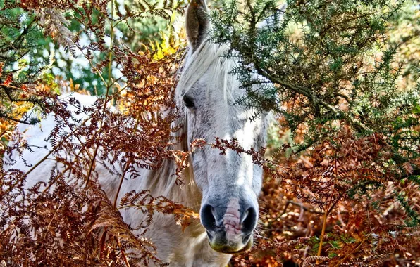 Thickets, horse, barb, white