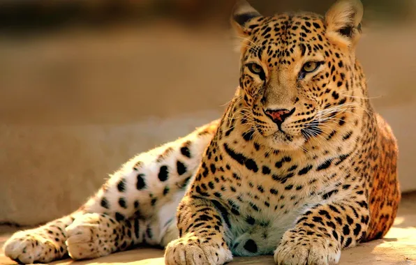 Predator, leopard, wild cats, big cat, closeup