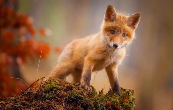 Fox, animal, baby fox