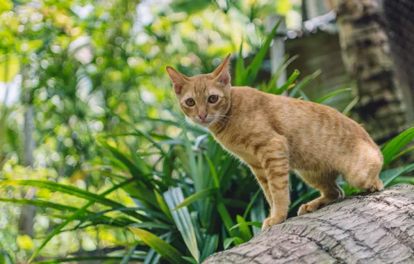 Cat, grass, cat, look, face, leaves, light, pose