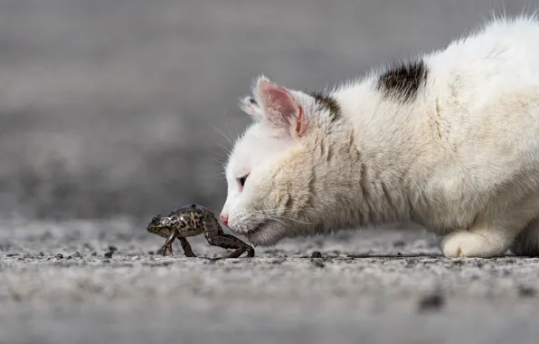 Cat, white, cat, face, interest, kitty, frog, profile