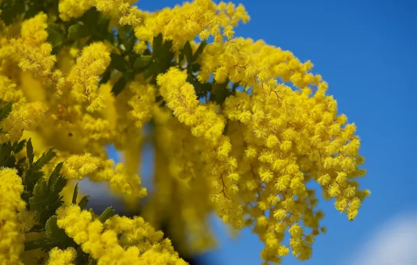 Picture yellow, bunch, Mimosa