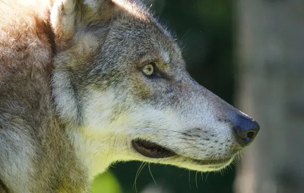 Nature, snow, predator, face, animal, wolf, wildlife, portrait