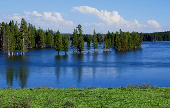 Picture forest, the sky, trees, lake, river, spring, spill, flood