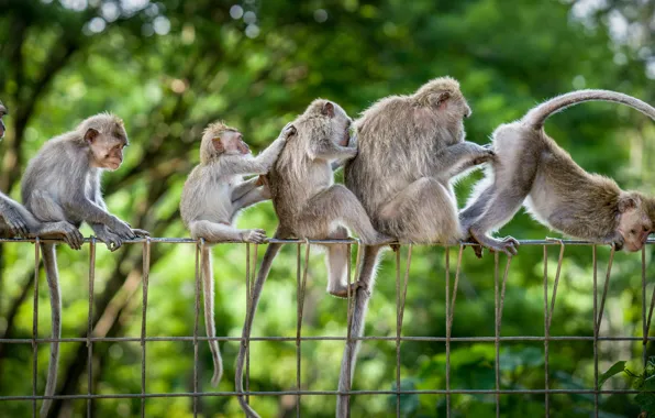 Monkey, family, fun