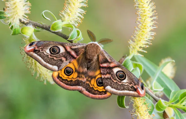 Macro, butterfly, branch, wings, IVA, Small Emperor moth