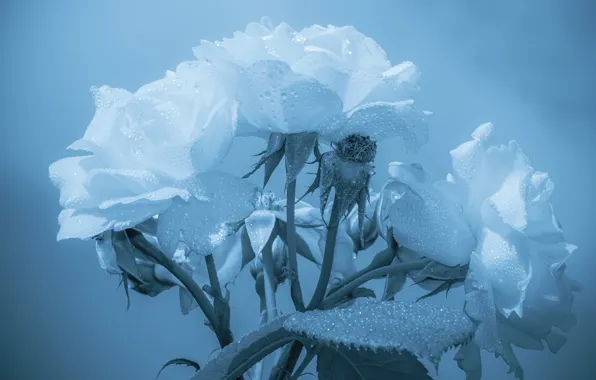 Drops, flowers, background, blue, stems, roses, bouquet, three