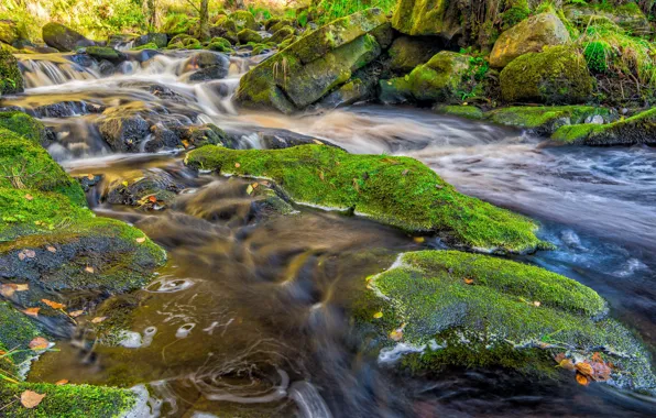 Nature, Autumn, Stream