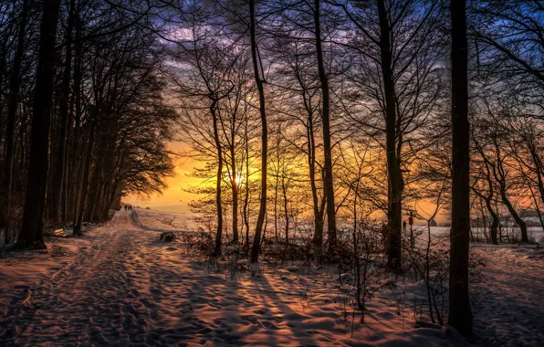 Picture the sun, snow, trees, treatment, Sunset walk