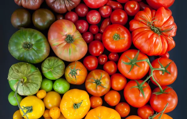 Colorful, tomatoes, tomatoes
