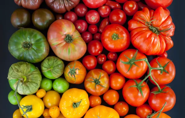 Picture colorful, tomatoes, tomatoes