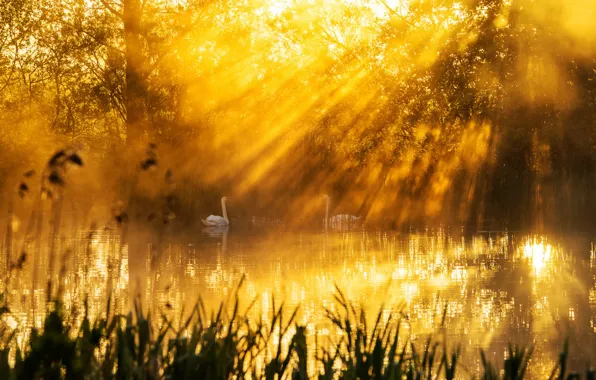 Light, lake, morning, swans