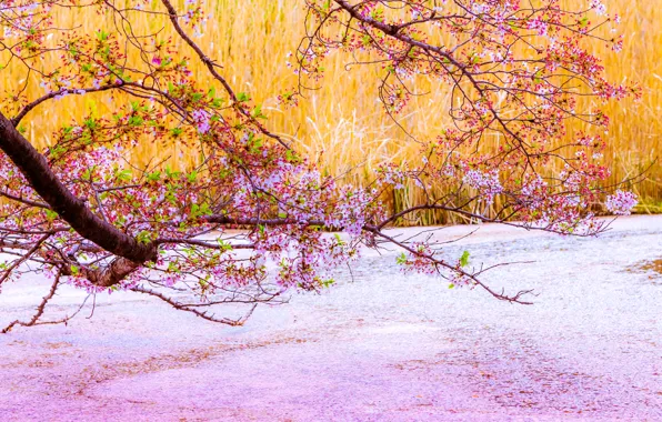 Flowers, branches, spring, Sakura, pink, flowering, pond