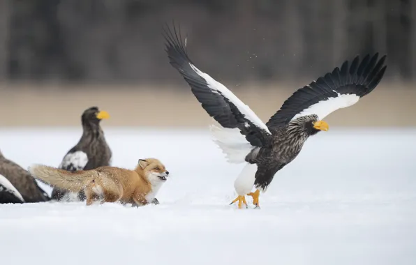 Winter Predators Download wallpaper winter, field, snow, birds, nature, pose, bird ...