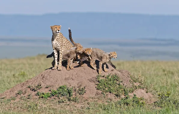 Grass, cats, family, hill, family, cheetahs, cubs