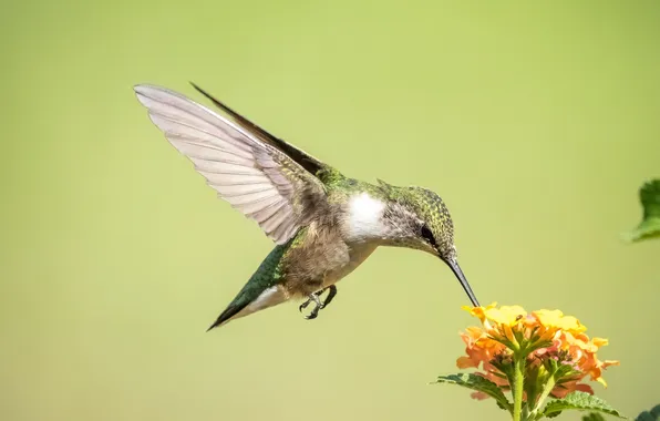 Picture flight, flowers, bird, wings, Hummingbird