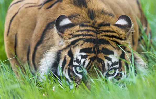 Cat, grass, look, tiger, ©Tambako The Jaguar, Sumatran
