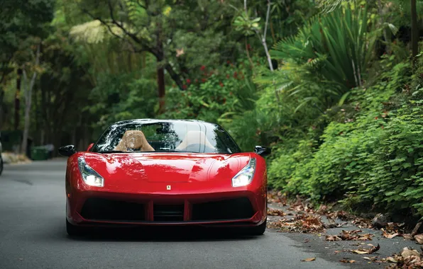 Ferrari, 2017, 488, Ferrari 488 Spider 70th Anniversary