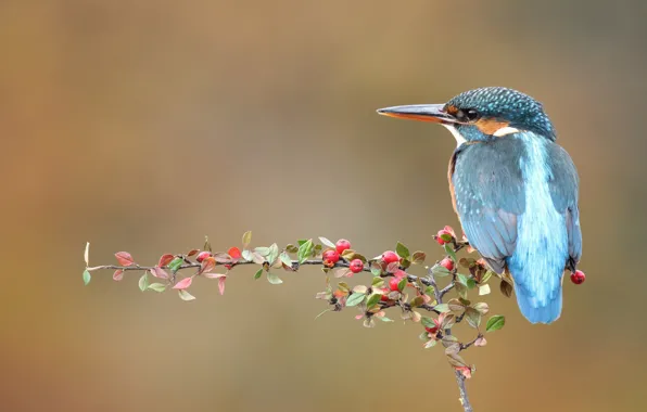 Berries, background, bird, branch, fruit, back, leaves, bird