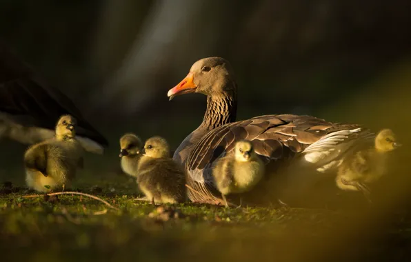 Light, birds, kids, mom, Chicks, goose, geese, bokeh