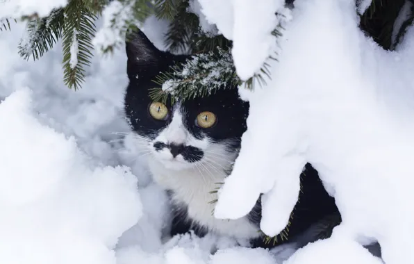 Winter, cat, cat, snow