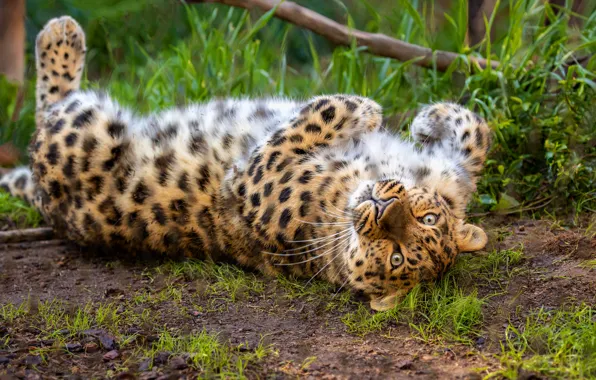 Picture pose, glade, leopard, lies