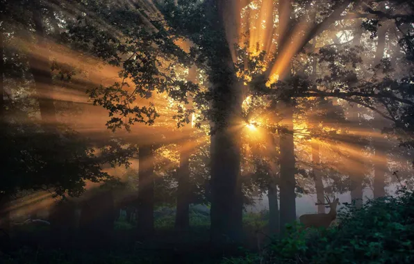 Picture forest, trees, morning, rays of light