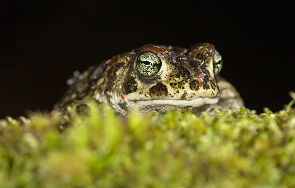 Look, moss, frog, black background, toad, spotted