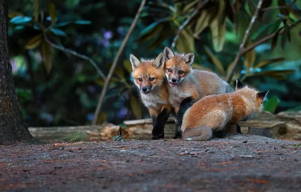 Forest, nature, Fox, Fox, Fox, cubs, brood