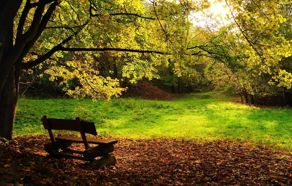 Picture trees, bench, foliage, Autumn