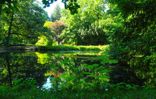 Green, forest, trees, water, park, pond