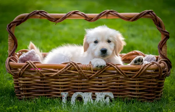 Grass, basket, puppy, Retriever