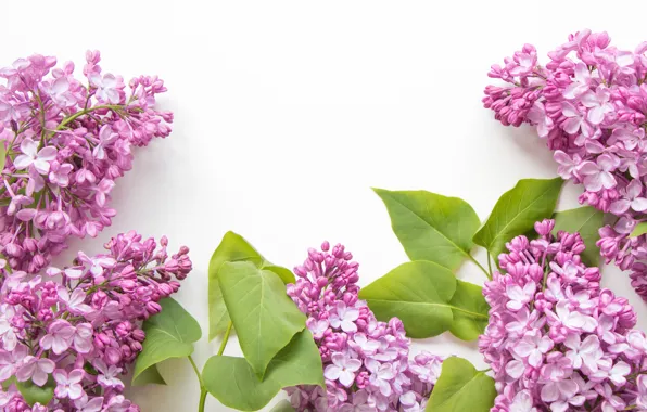 Picture leaves, white background, flowers, lilac