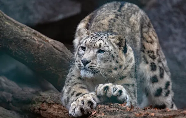 Pose, paws, IRBIS, snow leopard, log, stretching