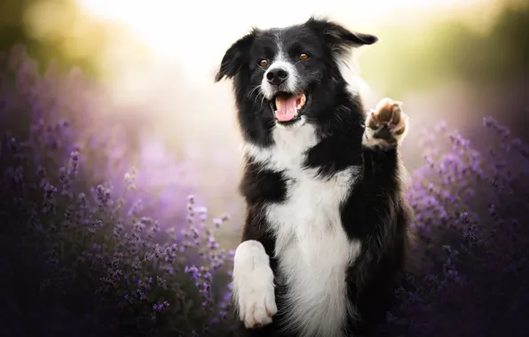 Picture joy, mood, dog, paws, stand, lavender