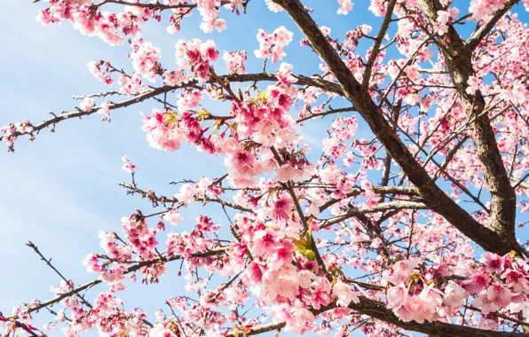 The sky, branches, spring, Sakura, flowering, pink, blossom, sakura