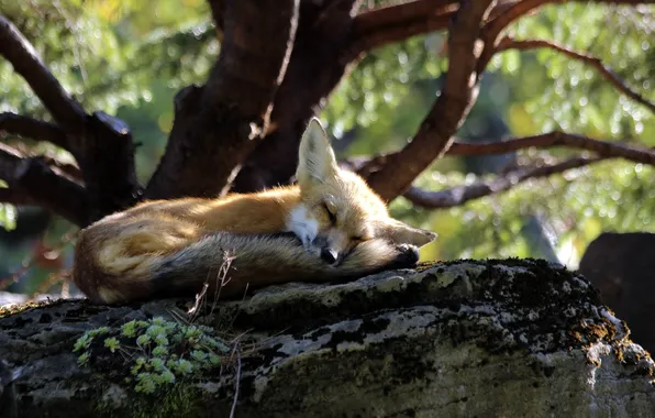 Picture fox, nature, animal
