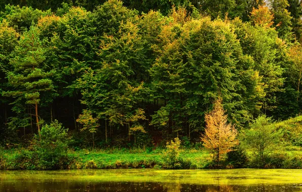 Water, trees, Park, reflection, river, shore, Germany, Stuttgart